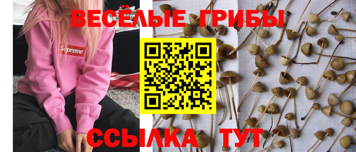 Псилоцибиновые грибы мухоморы Сертолово